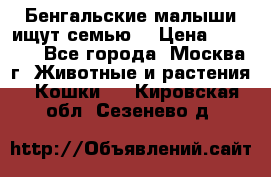 Бенгальские малыши ищут семью) › Цена ­ 5 500 - Все города, Москва г. Животные и растения » Кошки   . Кировская обл.,Сезенево д.